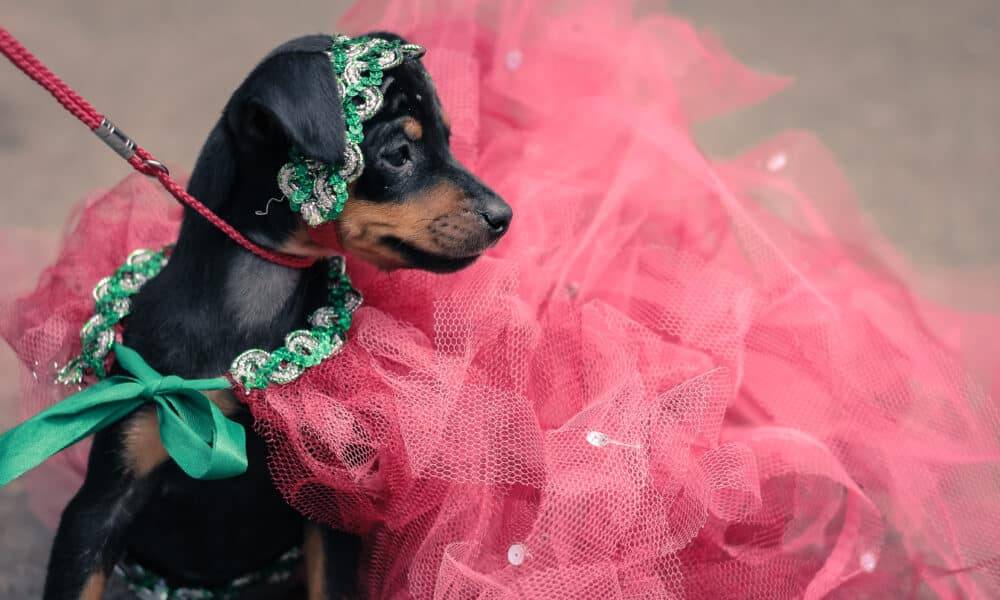 AKC Museum Of The Dog hospeda a primeira festa de gala para animais de estimação com o designer Anthony Rubio