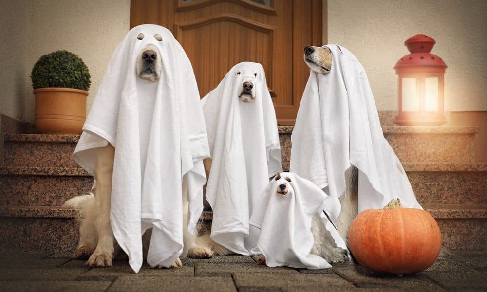 10 fantasias únicas, adoráveis ​​e assustadoramente divertidas para cães