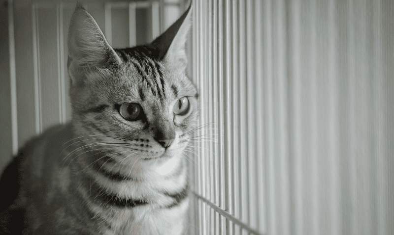 cat in a kennel