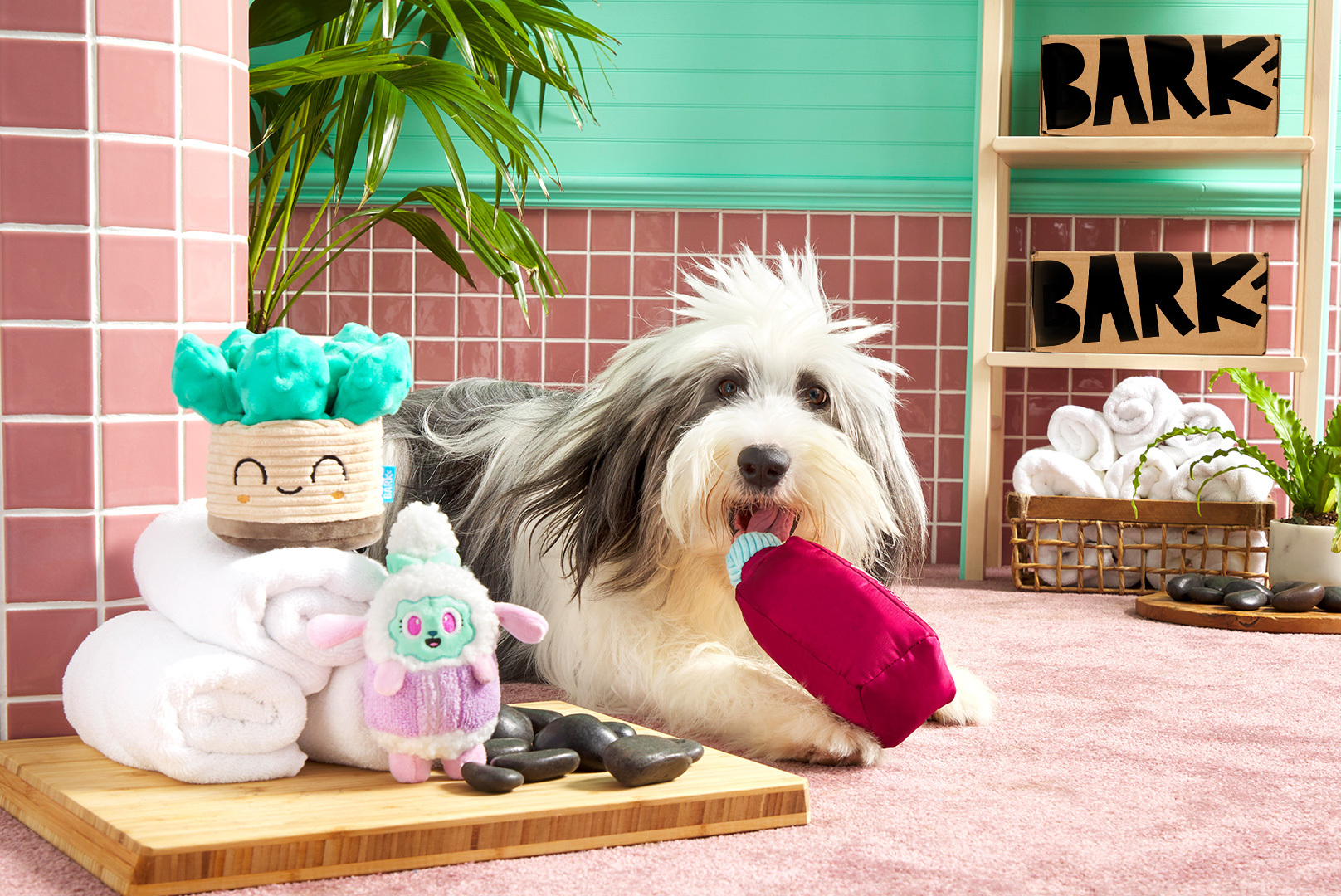 BARK maio de 2024: Sente-se, Fique, Dia de Spa