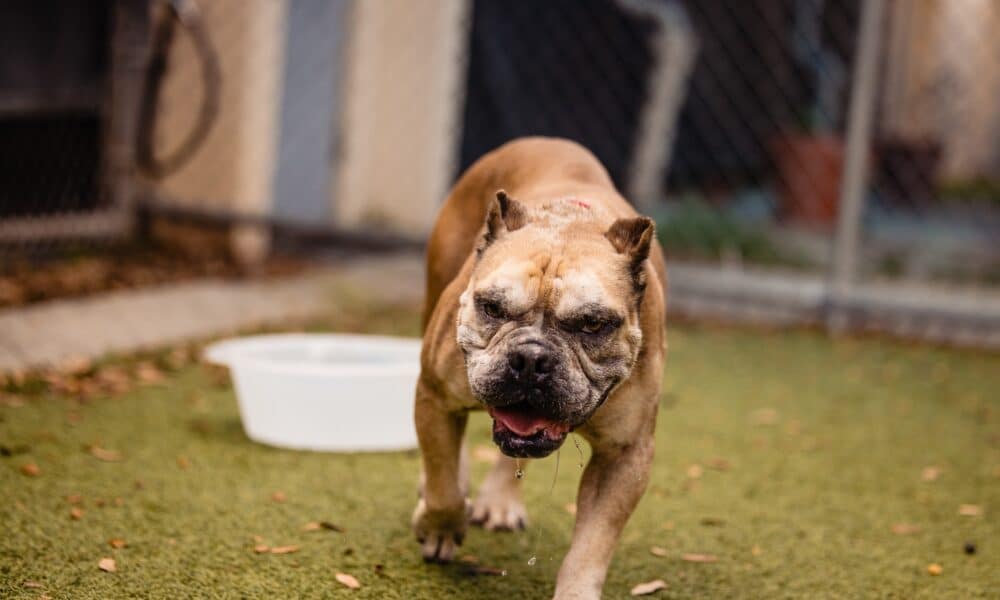 Cachorro de abrigo com uma 'atitude de garota durona' precisa de um lar para sempre