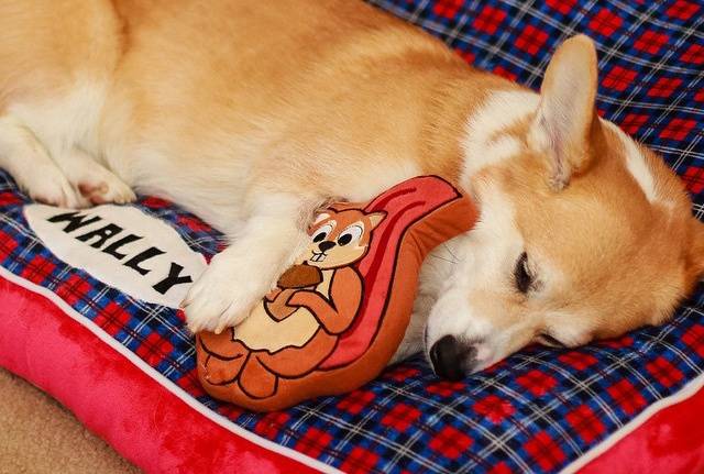Comemore SEU cachorro único com estes 8 itens essenciais personalizados do tipo faça você mesmo