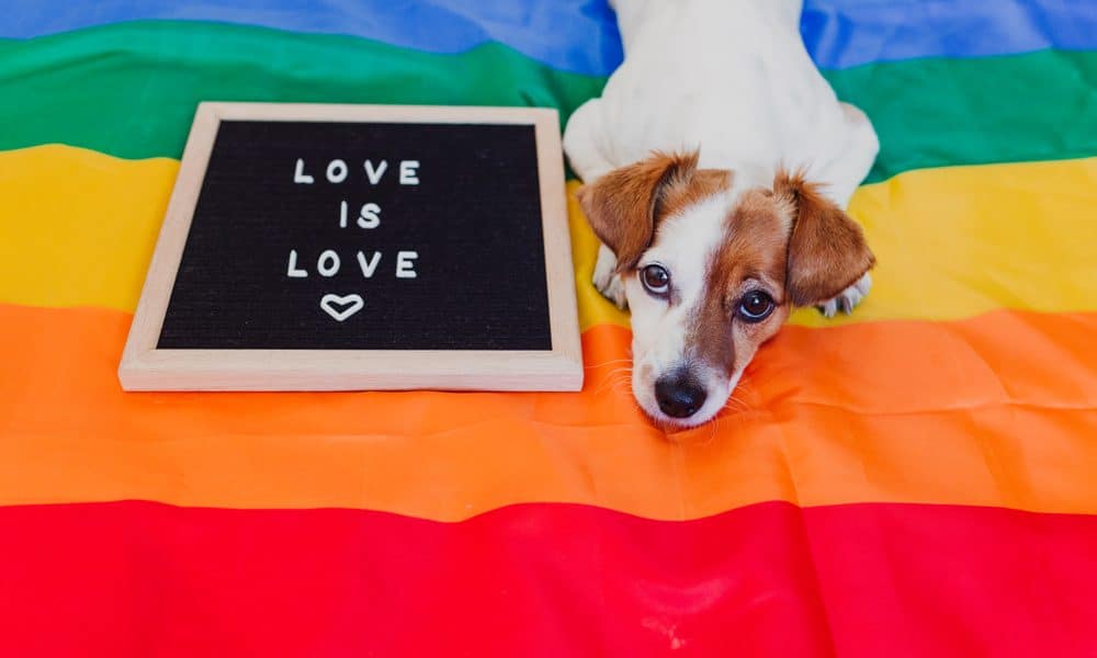 Comemore o mês do orgulho LGBTQ + com estes acessórios para cães