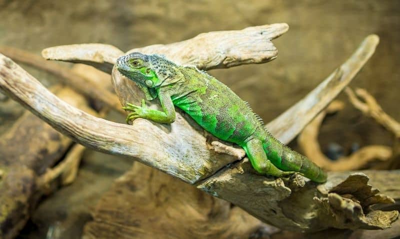 lizard on a branch