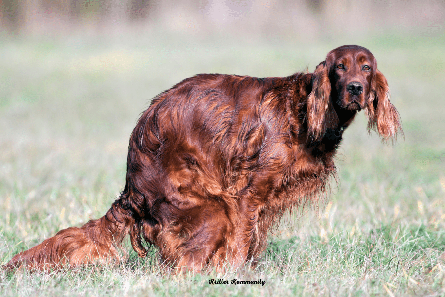 after-a-dog-eats-how-long-until-it-poops-6