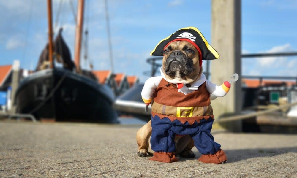 Ensinando seu cachorro a amar sua fantasia de Halloween