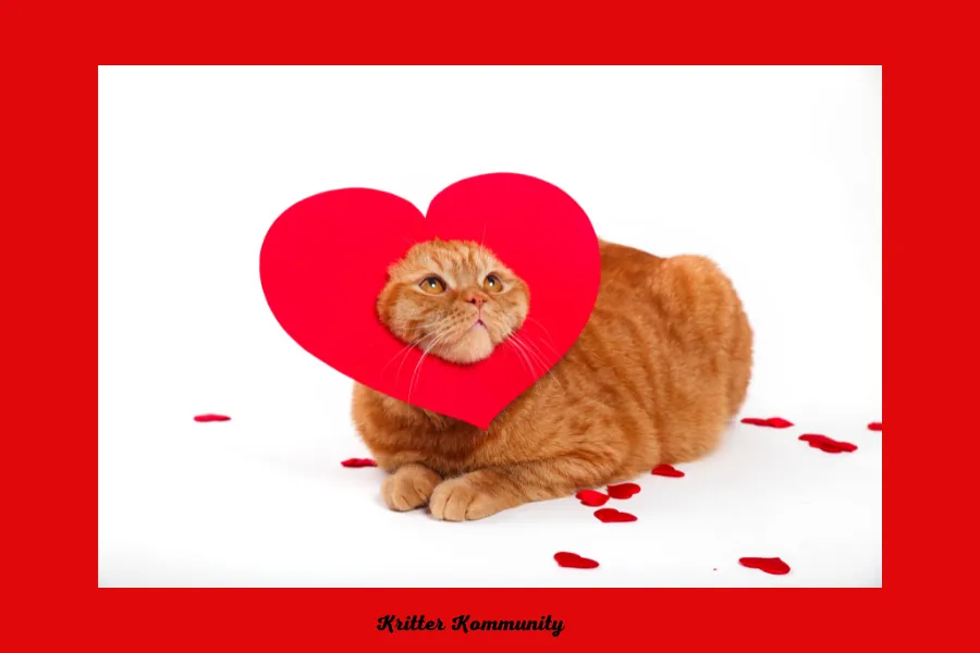 Valentines-day-cat-gift-ideas-1