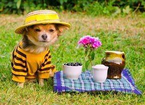 Seu cachorro está vestido na moda?