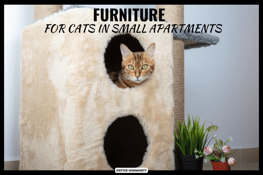furniture-for-cats-in-small-apartments