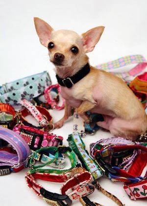 Vestindo o mundo, um cachorro de cada vez