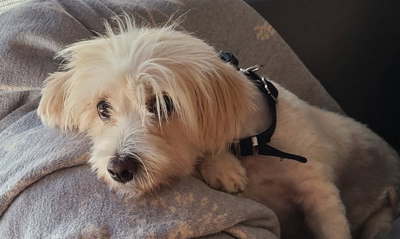 small white dog lying on a blanket