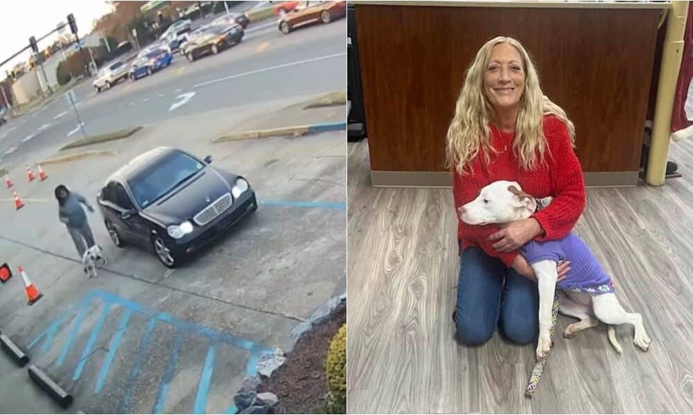 Cachorro abandonado que quase foi atropelado pelo trânsito volta para casa para sempre