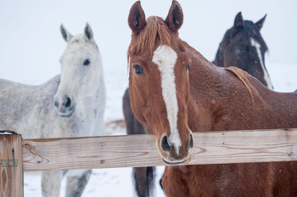 Preparação para clima de inverno de emergência - cavalo e cavaleiro
