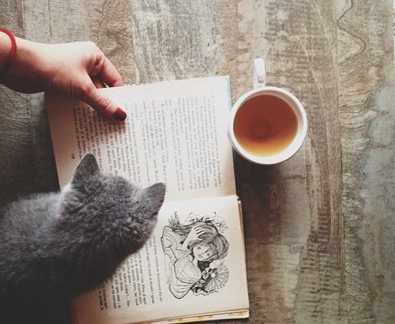 Um guia simples para a paternidade de gatos |
