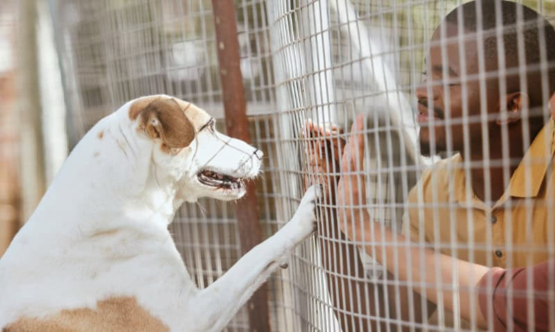 man and dog interacting through the walls of a cage