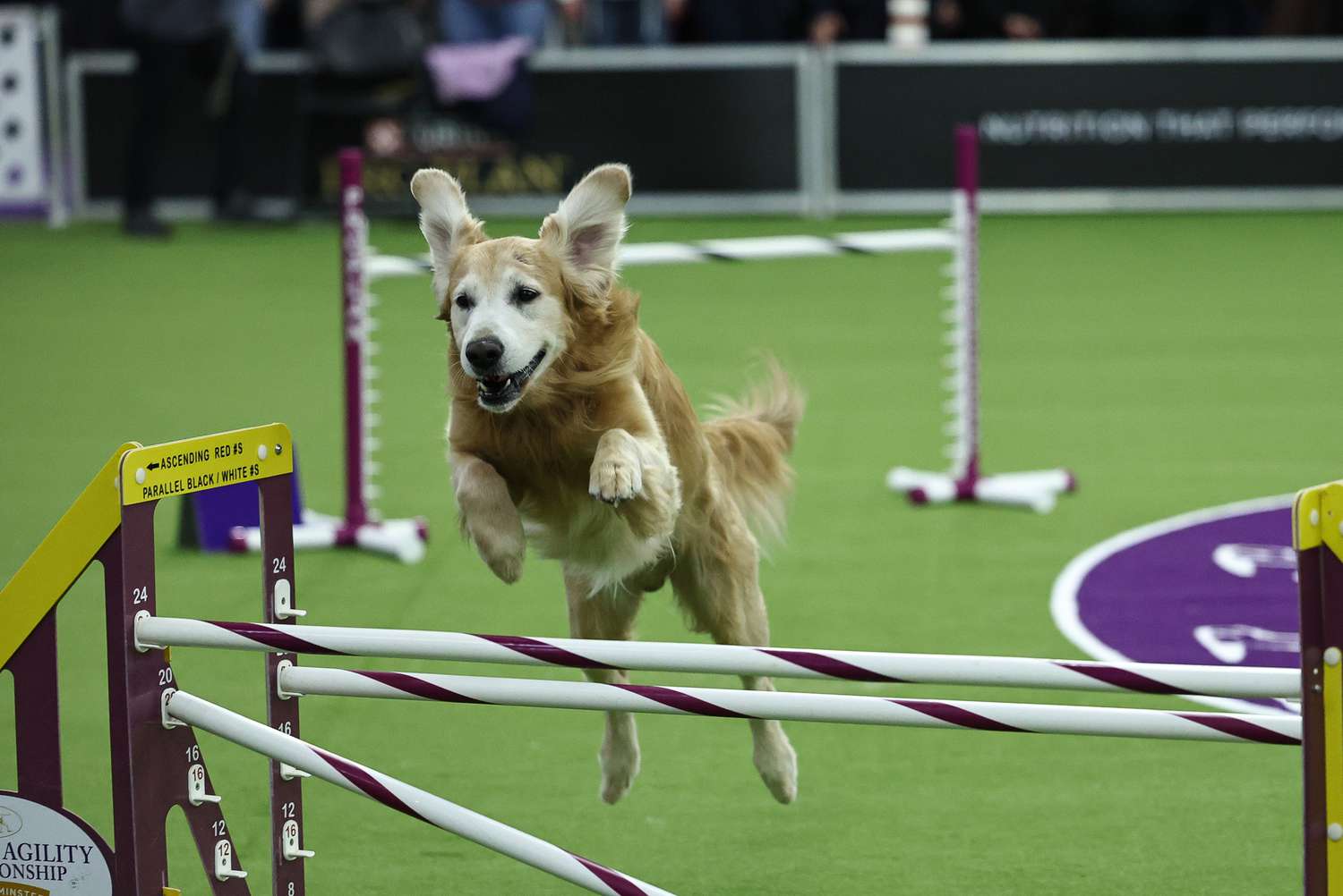 Os destaques inesquecíveis do Dia de Celebração Canina de Westminster