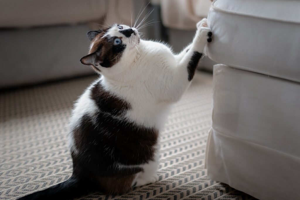 8 maneiras de excitar seu gatinho entediado