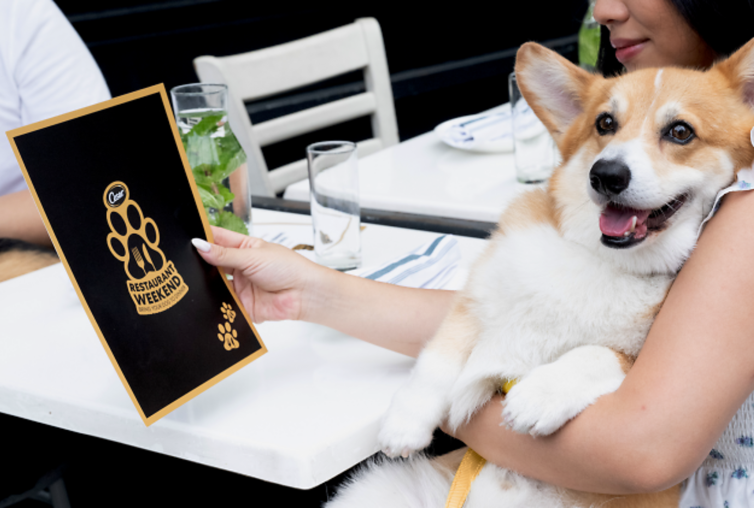 Levei meu cachorro para um fim de semana de restaurante para cães - aqui está como foi