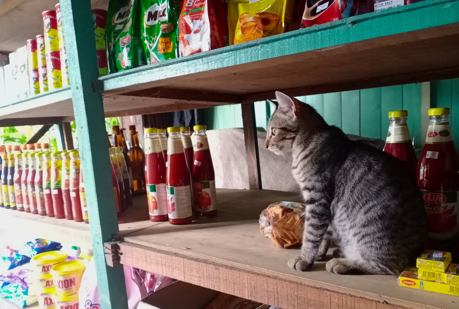 Por que os gatos bodega de Nova York são estrelas da Internet - e lendas locais