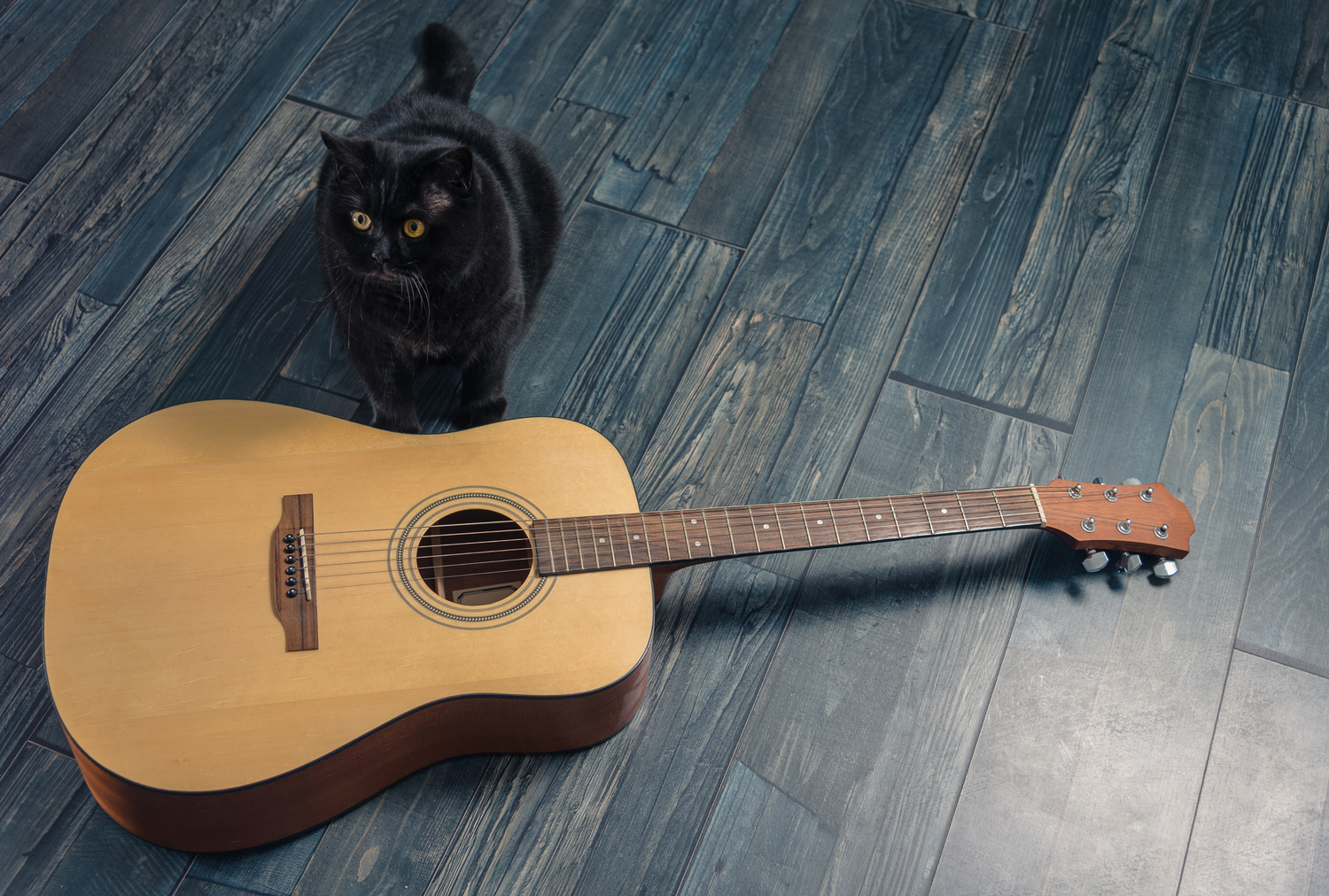145 Nomes de gatos inspirados por cada era Taylor Swift (sim, até a vida de uma showgirl)