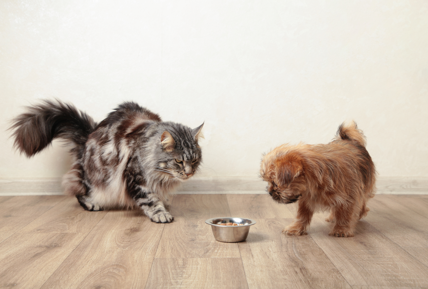 Viva lembra comida de cachorro e gato selecionada devido à contaminação de Salmonella e Listeria