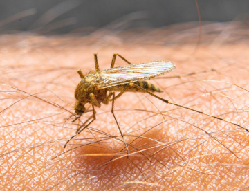 Leishmaniose: por que ela é considerada uma doença tão perigosa para cães e humanos?