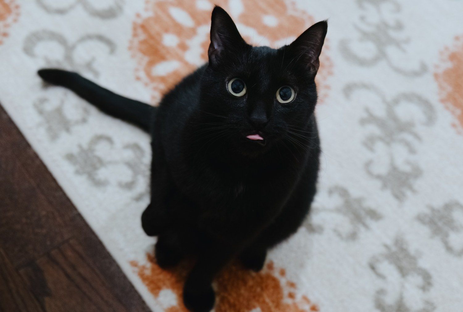 Os prós (e contras) de possuir um gato preto