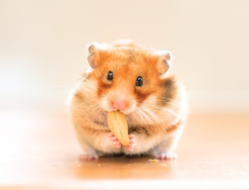 Roedores como pet da família: saiba mais sobre o hamster
