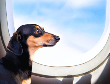 Viagem de avião com cachorro e gato: 3 erros comuns